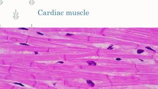 Cardiac muscle
 
