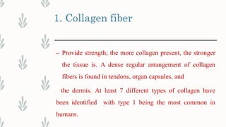 1. Collagen fiber
– Provide strength; the more collagen present, the stronger
the tissue is. A dense regular arrangement of collagen
fibers is found in tendons, organ capsules, and
the dermis. At least 7 different types of collagen have
been identified with type 1 being the most common in
humans.
 