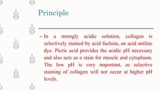 Principle
– In a strongly acidic solution, collagen is
selectively stained by acid fuchsin, an acid aniline
dye. Picric acid provides the acidic pH necessary
and also acts as a stain for muscle and cytoplasm.
The low pH is very important, as selective
staining of collagen will not occur at higher pH
levels.
 