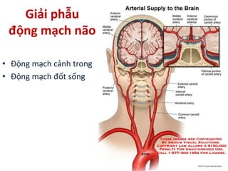 Giải phẫu
động mạch não
• Động mạch cảnh trong
• Động mạch đốt sống
 