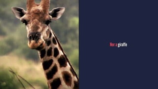 Nor a giraffe
 