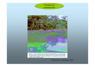 Florações de 
cianobactérias 
Tsukamoto  Takahashi, 2007 
 