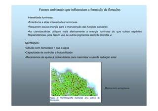 Fatores ambientais que influenciam a formação de florações 
Intensidade luminosa: 
•Tolerância a altas intensidades luminosas 
•Requerem pouca energia para a manutenção das funções celulares 
•As cianobactérias utilizam mais efetivamente a energia luminosa do que outras espécies 
fitoplanctônicas, pois fazem uso de outros pigmentos além da clorofila a 
Aerótopos: 
•Células com densidade  que a água 
•Capacidade de controlar a flutuabilidade 
•Mecanismos de ajuste à profundidade para maximizar o uso da radiação solar 
Mycrocistis aeruginosa 
 