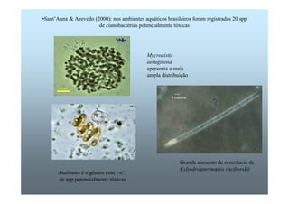 •Sant’Anna  Azevedo (2000): nos ambientes aquáticos brasileiros foram registradas 20 spp 
de cianobactérias potencialmente tóxicas 
Mycrocistis 
aeruginosa 
apresenta a mais 
ampla distribuição 
Anabaena é o gênero com no. 
de spp potencialmente tóxicas 
Grande aumento de ocorrência de 
Cylindrospermopsis raciborskii 
 