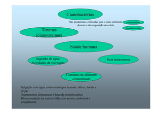 Cianobactérias 
Toxinas 
(cianotoxinas) 
São produzidas e liberadas para o meio ambiente 
durante a decomposição da célula 
Consumo de alimento 
contaminado 
Ingestão de água 
Atividades de recreação 
Saúde humana 
neurotoxinas 
hepatotoxinas 
Rota intravenosa 
Irrigação com água contaminada por toxinas: alface, batata e 
feijão 
Suplementos alimentares à base de cianobactérias 
Bioacumulação na cadeia trófica em peixes, moluscos e 
zooplâncton 
 