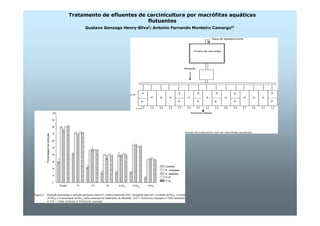 Tratamento de efluentes de carcinicultura por macrófitas aquáticas 
flutuantes 
Gustavo Gonzaga Henry-SilvaI; Antonio Fernando Monteiro CamargoII 
 