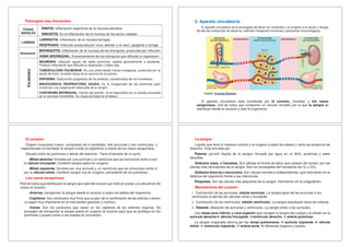 Patologias mas frecuentes:
FOSAS
NASALES
RINITIS. Inflamación superficial de la mucosa pituitaria.
SINUSITIS. Es la inflamación de la mucosa de los senos nasales
LARINGE
LARINGITIS. Inflamación de la mucosa laríngea.
RESFRIADO. Infección producida por virus, afectan a la nariz, garganta o laringe.
BRONQUIOS
BRONQUITIS. Inflamación de la mucosa de los bronquios, producida por infección
ASMA BRONQUIAL. Estrechamiento de los bronquios que dificulta la respiración
PULMONES
NEUMONIA. Infección aguda del tejido pulmonar, debida generalmente a bacterias.
Produce inflamación que dificulta la respiración y fiebre alta.
TUBERCULOSIS PULMONAR. Es una enfermedad infecto-contagiosa, producida por el
bacilo de Koch, la lesión típica es la caverna en el pulmón.
ENFISEMA. Destrucción progresiva de los alvéolos, característica de los fumadores.
INSUFICIENCIA RESPIRATORIA AGUDA. Es la incapacidad de los pulmones para
conservar una oxigenación adecuada de la sangre.
CARCINOMA BRONQUIAL. Cáncer del pulmón. Si se diagnostica en un estado avanzado
es un proceso irreversible. Su causa principal es el tabaco
3. Aparato circulatorio
El aparato circulatorio es el encargado de llevar los nutrientes y el oxígeno a la célula y recoge
de ella las sustancias de desecho; además transporta hormonas y productos inmunológicos.
El aparato circulatorio está constituido por el corazón, (bomba), y los vasos
sanguíneos, (red de tubos que componen un circuito cerrado) por el que la sangre se
distribuye desde el corazón a todo el organismo.
El corazón
Órgano musculoso hueco, compuesto de 4 cavidades, dos aurículas y dos ventrículos, y
especializado en bombear la sangre a todo el organismo a través de los vasos sanguíneos.
Situado entre los pulmones y detrás del esternón. Tiene el tamaño de un puño.
•Mitad derecha: formada por una aurícula y un ventrículo que se comunican entre sí por
la válvula tricúspide. Contiene sangre pobre en oxígeno.
•Mitad izquierda: formada por una aurícula y un ventrículo que se comunican entre sí
por la válvula mitral. Contiene sangre rica en oxígeno, procedente de los pulmones.
Los vasos sanguíneos
Red de tubos que distribuyen la sangre que sale del corazón por todo el cuerpo y la devuelven de
nuevo al corazón.
•Arterias: transportan la sangre desde el corazón a todos los tejidos del organismo.
•Capilares: Son conductos muy finos que surgen de la ramificación de las arterias y tienen
un papel muy importante en el intercambio gaseoso y nutritivo.
•Venas: Son los conductos que nacen en los capilares de los distintos órganos. Se
encargan de transportar la sangre pobre en oxígeno al corazón para que se purifique en los
pulmones y pueda volver a ser puesta en circulación.
La sangre
Líquido que lleva el material nutritivo y el oxigeno a todos los tejidos y retira las sustancia de
desecho. Esta formada por:
Plasma: porción líquida de la sangre; formado por agua en un 90%, proteínas y sales
disueltas.
Glóbulos rojos, o hematíes. Son células en forma de disco que carecen de núcleo; son las
células más abundantes de la sangre. Son los encargados del transporte de O2 y CO2.
Glóbulos blancos o leucocitos. Son células móviles e independientes, que intervienen en la
defensa del organismo frente a las infecciones.
Plaquetas. Son las células más pequeñas de la sangre. Intervienen en la coagulación.
Movimientos del corazón
1. Contracción de las aurículas: sístole auricular. La sangre pasa de las aurículas a los
ventrículos al abrirse las válvulas mitral y tricúspide.
2. Contracción de los ventrículos: sístole ventricular. La sangre expulsada hacia las arterias.
3. Diástole: dilatación de aurículas y ventrículos. La sangre entra a las aurículas..
Las venas cava inferior y cava superior que recogen la sangre del cuerpo y la vierten en la
aurícula derecha válvula tricúspide ventrículo derecho arteria pulmonar.
La sangre oxigenada retorna por las venas pulmonares aurícula izquierda válvula
mitral ventrículo izquierdo arteria aorta diferentes órganos y tejidos.
 