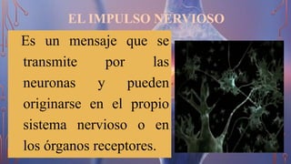EL IMPULSO NERVIOSO
Es un mensaje que se
transmite por las
neuronas y pueden
originarse en el propio
sistema nervioso o en
los órganos receptores.
 