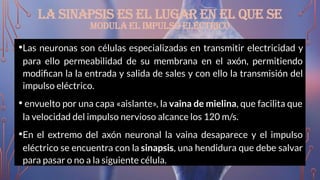 LA SINAPSIS ES EL LUGAR EN EL QUE SE
MODULA EL IMPULSO ELÉCTRICO
•Las neuronas son células especializadas en transmitir electricidad y
para ello permeabilidad de su membrana en el axón, permitiendo
modiﬁcan la la entrada y salida de sales y con ello la transmisión del
impulso eléctrico.
• envuelto por una capa «aislante», la vaina de mielina, que facilita que
la velocidad del impulso nervioso alcance los 120 m/s.
•En el extremo del axón neuronal la vaina desaparece y el impulso
eléctrico se encuentra con la sinapsis, una hendidura que debe salvar
para pasar o no a la siguiente célula.
 