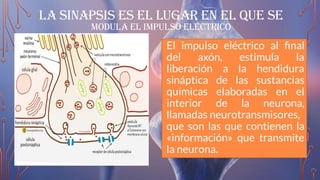 La sinapsis es el lugar en el que se
modula el impulso eléctrico
El impulso eléctrico al ﬁnal
del axón, estimula la
liberación a la hendidura
sináptica de las sustancias
químicas elaboradas en el
interior de la neurona,
llamadas neurotransmisores,
que son las que contienen la
«información» que transmite
la neurona.
 