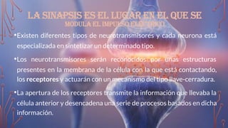 LA SINAPSIS ES EL LUGAR EN EL QUE SE
MODULA EL IMPULSO ELÉCTRICO
•Existen diferentes tipos de neurotransmisores y cada neurona está
especializada en sintetizar un determinado tipo.
•Los neurotransmisores serán reconocidos por unas estructuras
presentes en la membrana de la célula con la que está contactando,
los receptores y actuarán con un mecanismo del tipo llave-cerradura.
•La apertura de los receptores transmite la información que llevaba la
célula anterior y desencadena una serie de procesos basados en dicha
información.
 