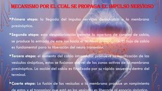 MECANISMO POR EL CUAL SE PROPAGA EL IMPULSO NERVIOSO
•Primera etapa: la llegada del impulso nervioso despolariza a la membrana
presináptica.
•Segunda etapa: esta despolarización permite la apertura de canales de calcio,
se produce la entrada de este ion hacia el terminal presináptico. El flujo de calcio
es fundamental para la liberación del neuro transmisor.
•Tercera etapa: el aumento del calcio intracelular promueve la movilización de las
vesículas sinápticas, estas se fusionan a nivel de las zonas activas de la membrana
presináptica. La acción del calcio es finalizado por su rápido secuestro dentro del
terminal.
•Cuarta etapa: La fusión de las vesículas a la membrana produce un rompimiento
 