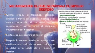 MECANISMO POR EL CUAL SE PROPAGA EL IMPULSO
NERVIOSO
•Quinta etapa: el transmisor liberado
difunde a través del espacio sináptico y la
mayor parte de él se unirá a los
receptores, y así se forma el complejo
neurotransmisor-Receptor
•Sexta etapa: recaptura el neurotransmisor.
•Después la neurona vuelve a repolarizarse
mediante una onda de repolarizacion que
se debe a la salida de k+ desde el
interior.
 