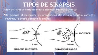 TIPOS DE SINAPSIS
•Hay dos tipos de sinapsis: sinapsis eléctricas y sinapsis químicas
•De acuerdo al mecanismo de propagación del impulso nervioso entre las
neuronas, se puede distinguir la sinapsis:
 