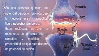 •En una sinapsis química, un
potencial de acción provoca que
la neurona pre – sináptica
libere neurotransmisores.
Estas moléculas se unen a
receptores en la célula post –
sináptica y modifican la
probabilidad de que esta dispare
un potencial de acción.
 