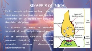 SINAPSIS QUÍMICA
•En las sinapsis químicas no hay contacto
físico entre las neuronas sino que quedan
separadas por un espacio muy pequeño
(hendidura sináptica).
•La extremo del axón se ensancha
formando el botón sináptico o terminal.
•Allí se encuentran numerosas vesículas
(vesículas sinápticas) llenas de unas
sustancias químicas denominadas
neurotransmisores.
 