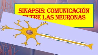 SINAPSIS: COMUNICACIÓN
ENTRE LAS NEURONAS
 