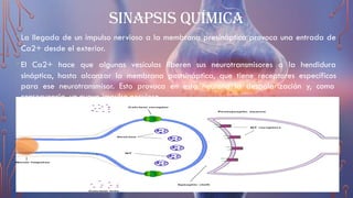 SINAPSIS QUÍMICA
•La llegada de un impulso nervioso a la membrana presináptica provoca una entrada de
Ca2+ desde el exterior.
•El Ca2+ hace que algunas vesículas liberen sus neurotransmisores a la hendidura
sináptica, hasta alcanzar la membrana postsináptica, que tiene receptores específicos
para ese neurotransmisor. Esto provoca en esta neurona la despolarización y, como
consecuencia, un nuevo impulso nervioso.
 