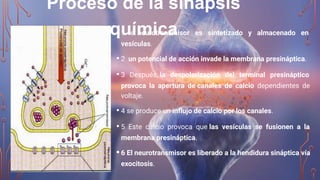 Proceso de la sinapsis
química
• 1 el neurotransmisor es sintetizado y almacenado en
vesículas.
• 2  un potencial de acción invade la membrana presináptica.
• 3 Después, la despolarización del terminal presináptico
provoca la apertura de canales de calcio dependientes de
voltaje.
• 4 se produce un inﬂujo de calcio por los canales.
• 5 Este calcio provoca que las vesículas se fusionen a la
membrana presináptica.
• 6 El neurotransmisor es liberado a la hendidura sináptica vía
exocitosis.
 