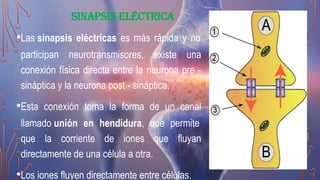 SINAPSIS ELÉCTRICA
•Las sinapsis eléctricas es más rápida y no
participan neurotransmisores, existe una
conexión física directa entre la neurona pre -
sináptica y la neurona post - sináptica.
•Esta conexión toma la forma de un canal
llamado unión en hendidura, que permite
que la corriente de iones que fluyan
directamente de una célula a otra.
•Los iones fluyen directamente entre células.
 