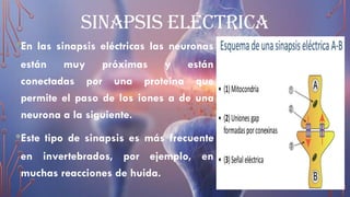 SINAPSIS ELÉCTRICA
•En las sinapsis eléctricas las neuronas
están muy próximas y están
conectadas por una proteína que
permite el paso de los iones a de una
neurona a la siguiente.
•Este tipo de sinapsis es más frecuente
en invertebrados, por ejemplo, en
muchas reacciones de huida.
 