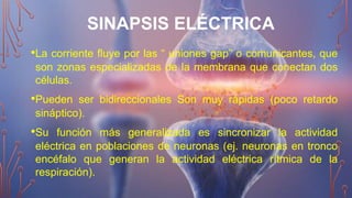 SINAPSIS ELÉCTRICA
•La corriente fluye por las “ uniones gap” o comunicantes, que
son zonas especializadas de la membrana que conectan dos
células.
•Pueden ser bidireccionales Son muy rápidas (poco retardo
sináptico).
•Su función más generalizada es sincronizar la actividad
eléctrica en poblaciones de neuronas (ej. neuronas en tronco
encéfalo que generan la actividad eléctrica rítmica de la
respiración).
 