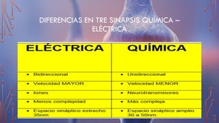 DIFERENCIAS EN TRE SINAPSIS QUÍMICA –
ELÉCTRICA
 