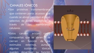 CANALES IÓNICOS
•Son proteínas transmembrana
que contienen poros acuosos que
cuando se abren permiten el paso
selectivo de iones especíﬁcos a
través de las membranas
celulares.
•Estos canales actúan como
compuertas que se abren o se
cierran en función de los
estímulos externos, aunque
algunas sustancias tóxicas
 