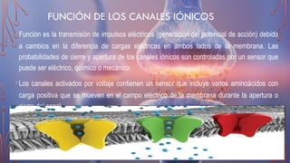 FUNCIÓN DE LOS CANALES IÓNICOS
•Función es la transmisión de impulsos eléctricos (generación del potencial de acción) debido
a cambios en la diferencia de cargas eléctricas en ambos lados de la membrana. Las
probabilidades de cierre y apertura de los canales iónicos son controladas por un sensor que
puede ser eléctrico, químico o mecánico.
•Los canales activados por voltaje contienen un sensor que incluye varios aminoácidos con
carga positiva que se mueven en el campo eléctrico de la membrana durante la apertura o
cierre del canal.
 
