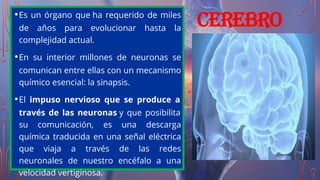 CEREBRO
•Es un órgano que ha requerido de miles
de años para evolucionar hasta la
complejidad actual. 
•En su interior millones de neuronas se
comunican entre ellas con un mecanismo
químico esencial: la sinapsis.
•El impuso nervioso que se produce a
través de las neuronas y que posibilita
su comunicación, es una descarga
química traducida en una señal eléctrica
que viaja a través de las redes
neuronales de nuestro encéfalo a una
velocidad vertiginosa.
 