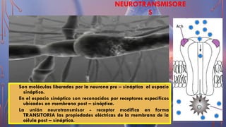 NEUROTRANSMISORE
S
Son moléculas liberadas por la neurona pre – sináptica al espacio
sináptico.
En el espacio sináptico son reconocidos por receptores específicos
ubicados en membrana post – sináptica.
La unión neurotransmisor - receptor modifica en forma
TRANSITORIA las propiedades eléctricas de la membrana de la
célula post – sináptica.
 