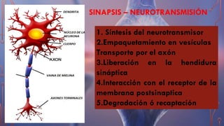 SINAPSIS – NEUROTRANSMISIÓN
1. Síntesis del neurotransmisor
2.Empaquetamiento en vesículas
Transporte por el axón
3.Liberación en la hendidura
sináptica
4.Interacción con el receptor de la
membrana postsinaptica
5.Degradación ó recaptación
 