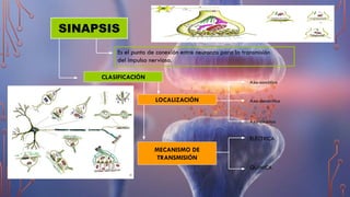 SINAPSIS
Es el punto de conexión entre neuronas para la transmisión
del impulso nervioso.
CLASIFICACIÓN
LOCALIZACIÓN
MECANISMO DE
TRANSMISIÓN
Axo-somática
Axo-axónica
Axo-dendrítica
ELÉCTRICA
QUÍMICA
 