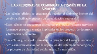 Las neuronas se comunican a través de la
sinapsis
•Las células gliales: se encargan de regular el ambiente interno del
cerebro y facilitad el proceso de comunicación neuronal.
•Estas células se encuentran dispuestas por todo el sistema nervioso
formando estructura y están implicadas en los procesos de desarrollo
y formación del cerebro.
•Las células gliales solo formaban la estructura del sistema nervioso,
pero están relacionadas con la regulación del sistema inmunológico y
los procesos de plasticidad celular tras sufrir una lesión.
 