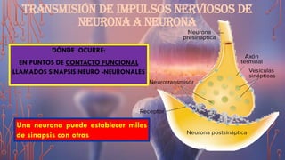TRANSMISIÓN DE IMPULSOS NERVIOSOS DE
NEURONA A NEURONA
DÓNDE OCURRE:
EN PUNTOS DE CONTACTO FUNCIONAL
LLAMADOS SINAPSIS NEURO -NEURONALES
Una neurona puede establecer miles
de sinapsis con otras
 