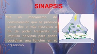 SINAPSIS
•Es un mecanismo de
comunicación que se produce
entre dos o más neuronas a
ﬁn de poder transmitir un
impulso nervioso para poder
coordinar una función en el
organismo.
 