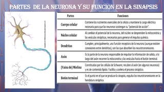 PARTES DE LA NEURONA Y SU FUNCION EN LA SINAPSIS
 