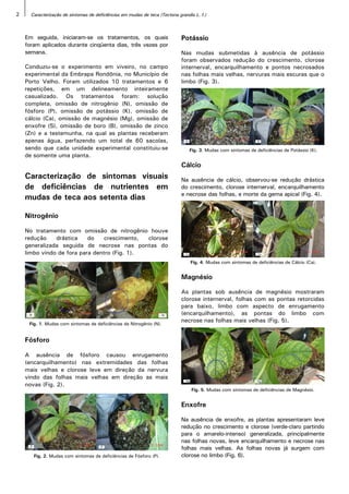 Caracterização de sintomas de deficiências em mudas de teca (Tectona grandis L. f.)
2
Em seguida, iniciaram-se os tratamentos, os quais
foram aplicados durante cinqüenta dias, três vezes por
semana.
Conduziu-se o experimento em viveiro, no campo
experimental da Embrapa Rondônia, no Município de
Porto Velho. Foram utilizados 10 tratamentos e 6
repetições, em um delineamento inteiramente
casualizado. Os tratamentos foram: solução
completa, omissão de nitrogênio (N), omissão de
fósforo (P), omissão de potássio (K), omissão de
cálcio (Ca), omissão de magnésio (Mg), omissão de
enxofre (S), omissão de boro (B), omissão de zinco
(Zn) e a testemunha, na qual as plantas receberam
apenas água, perfazendo um total de 60 sacolas,
sendo que cada unidade experimental constituiu-se
de somente uma planta.
Caracterização de sintomas visuais
de deficiências de nutrientes em
mudas de teca aos setenta dias
Nitrogênio
No tratamento com omissão de nitrogênio houve
redução drástica do crescimento, clorose
generalizada seguida de necrose nas pontas do
limbo vindo de fora para dentro (Fig. 1).
Fósforo
A ausência de fósforo causou enrugamento
(encarquilhamento) nas extremidades das folhas
mais velhas e clorose leve em direção da nervura
vindo das folhas mais velhas em direção as mais
novas (Fig. 2).
Potássio
Nas mudas submetidas à ausência de potássio
foram observados redução do crescimento, clorose
internerval, encarquilhamento e pontos necrosados
nas folhas mais velhas, nervuras mais escuras que o
limbo (Fig. 3).
Cálcio
Na ausência de cálcio, observou-se redução drástica
do crescimento, clorose internerval, encarquilhamento
e necrose das folhas, e morte da gema apical (Fig. 4).
Magnésio
As plantas sob ausência de magnésio mostraram
clorose internerval, folhas com as pontas retorcidas
para baixo, limbo com aspecto de enrugamento
(encarquilhamento), as pontas do limbo com
necrose nas folhas mais velhas (Fig. 5).
Enxofre
Na ausência de enxofre, as plantas apresentaram leve
redução no crescimento e clorose (verde-claro partindo
para o amarelo-intenso) generalizada, principalmente
nas folhas novas, leve encarquilhamento e necrose nas
folhas mais velhas. As folhas novas já surgem com
clorose no limbo (Fig. 6).
Fig. 1. Mudas com sintomas de deficiências de Nitrogênio (N).
Fig. 2. Mudas com sintomas de deficiências de Fósforo (P).
Fig. 3. Mudas com sintomas de deficiências de Potássio (K).
Fig. 4. Mudas com sintomas de deficiências de Cálcio (Ca).
Fig. 5. Mudas com sintomas de deficiências de Magnésio.
 