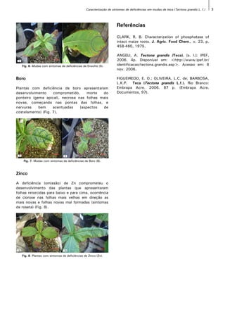 Caracterização de sintomas de deficiências em mudas de teca (Tectona grandis L. f.) 3
Boro
Plantas com deficiência de boro apresentaram
desenvolvimento comprometido, morte do
ponteiro (gema apical), necrose nas folhas mais
novas, começando nas pontas das folhas, e
nervuras bem acentuadas (aspectos de
costelamento) (Fig. 7).
Zinco
A deficiência (omissão) de Zn comprometeu o
desenvolvimento das plantas que apresentaram
folhas retorcidas para baixo e para cima, ocorrência
de clorose nas folhas mais velhas em direção as
mais novas e folhas novas mal formadas (sintomas
de roseta) (Fig. 8).
Referências
CLARK, R. B. Characterization of phosphatase of
intact maize roots. J. Agric. Food Chem., v. 23, p.
458-460, 1975.
ANGELI, A. Tectona grandis (Teca). [s. l.]: IPEF,
2006. 4p. Disponível em: <http://www.ipef.br/
identificacao/tectona.grandis.asp>. Acesso em: 8
nov. 2006.
FIGUEIREDO, E. O.; OLIVEIRA, L.C. de; BARBOSA,
L.K.P. Teca (Tectona grandis L.f.). Rio Branco:
Embrapa Acre, 2006. 87 p. (Embrapa Acre.
Documentos, 97).
Fig. 7. Mudas com sintomas de deficiências de Boro (B).
Fig. 6. Mudas com sintomas de deficiências de Enxofre (S).
Fig. 8. Plantas com sintomas de deficiências de Zinco (Zn).
 