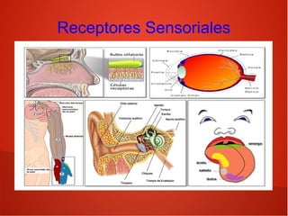 Receptores Sensoriales

 