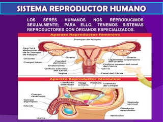 SISTEMA REPRODUCTOR HUMANO
LOS SERES HUMANOS NOS REPRODUCIMOS
SEXUALMENTE; PARA ELLO, TENEMOS SISTEMAS
REPRODUCTORES CON ÓRGANOS ESPECIALIZADOS.
 
