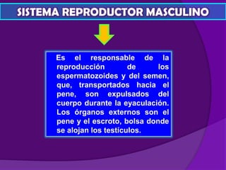 Es el responsable de la
reproducción de los
espermatozoides y del semen,
que, transportados hacia el
pene, son expulsados del
cuerpo durante la eyaculación.
Los órganos externos son el
pene y el escroto, bolsa donde
se alojan los testículos.
SISTEMA REPRODUCTOR MASCULINO
 