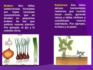 Bulbos: Son tallos
sebterraneos formados
por hojas carnosas
concentricas, que se
dividen en pequeños
bulbos de los que
saldran nuevas plantas.
Por ejemplo, el ajo y la
cebolla china.
Estolones: Son tallos
aéreos horizontales
rastreros, que cuando
tocan suelo, generan
raíces y tallos vértices y
constituyen nuevos
individuos. Por ejemplo,
la fresa y el pasto.
 