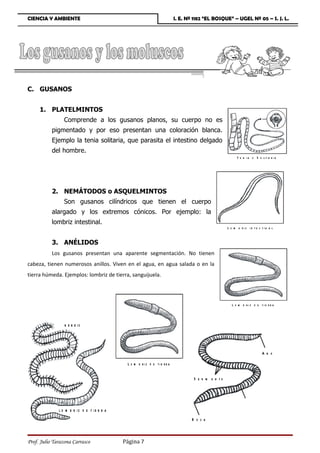 CIENCIA Y AMBIENTE                                                     I. E. Nº 1182 “EL BOSQUE” – UGEL Nº 05 – S. J. L.




C. GUSANOS


     1. PLATELMINTOS
                 Comprende a los gusanos planos, su cuerpo no es
           pigmentado y por eso presentan una coloración blanca.
           Ejemplo la tenia solitaria, que parasita el intestino delgado
           del hombre.
                                                                                                     T e n i a o S o li t a r i a




           2. NEMÁTODOS o ASQUELMINTOS
                 Son gusanos cilíndricos que tienen el cuerpo
           alargado y los extremos cónicos. Por ejemplo: la
           lombriz intestinal.
                                                                                                L o m b riz in te s tin a l


           3. ANÉLIDOS
           Los gusanos presentan una aparente segmentación. No tienen
cabeza, tienen numerosos anillos. Viven en el agua, en agua salada o en la
tierra húmeda. Ejemplos: lombriz de tierra, sanguijuela.




                                                                                                  L o m b riz d e tie rra



                 N E R E IS




                                                                                                                      A n o
                                             L o m b riz d e tie rra

                                                                               S e g m e n to




              L O M B R IZ D E T IE R R A
                                                                              B o ca



Prof. Julio Tarazona Carrasco               Página 7
 