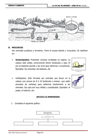 CIENCIA Y AMBIENTE                                              I. E. Nº 1182 “EL BOSQUE” – UGEL Nº 05 – S. J. L.




D. MOLUSCOS
     Son animales acuáticos y terrestres. Tiene el cuerpo blando y musculoso. Se clasifican
     en:


     •     Gasterópodos: Presentan conchas arrolladas en espiral. La
           cabeza está visible, comúnmente tienen tentáculos y ojos. El
           pie es bastante grande y les sirve para adherirse o arrastrarse.
           Ejemplos: los caracoles, las babosas, etc.
                                                                                                 C a ra c o l




     •     Cefalópodos: Está formado por animales que llevan en la
           cabeza una corona de 8 ó 10 tentáculos o brazos que están
           provistos de ventosas para adherirse fuertemente a los
           animales. Sus ojos son muy nítidos y complicados. Ejemplos: el                      C a la m a r
           pulpo, el calamar, etc.


                                     APLICO LO APRENDIDO


    1.     Completa el siguiente gráfico:



                                                G usanos

                                            s e c la s if ic a n e n




Prof. Julio Tarazona Carrasco        Página 8
 
