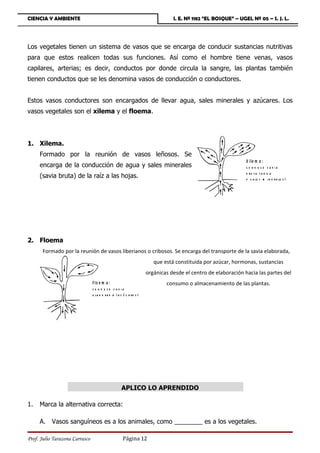 CIENCIA Y AMBIENTE                                                               I. E. Nº 1182 “EL BOSQUE” – UGEL Nº 05 – S. J. L.




Los vegetales tienen un sistema de vasos que se encarga de conducir sustancias nutritivas
para que estos realicen todas sus funciones. Así como el hombre tiene venas, vasos
capilares, arterias; es decir, conductos por donde circula la sangre, las plantas también
tienen conductos que se les denomina vasos de conducción o conductores.


Estos vasos conductores son encargados de llevar agua, sales minerales y azúcares. Los
vasos vegetales son el xilema y el floema.




1. Xilema.
     Formado por la reunión de vasos leñosos. Se
                                                                                                                X ile m a :
     encarga de la conducción de agua y sales minerales                                                         c o n d u c e s a v ia

     (savia bruta) de la raíz a las hojas.
                                                                                                                b ru ta (a g u a
                                                                                                                y s a le s m i n e r a le s )




2. Floema
       Formado por la reunión de vasos liberianos o cribosos. Se encarga del transporte de la savia elaborada,
                                                                         que está constituida por azúcar, hormonas, sustancias
                                                                      orgánicas desde el centro de elaboración hacia las partes del
                                Flo e m a :                                   consumo o almacenamiento de las plantas.
                                c o n d u c e s av ia
                                e la b o ra d a ( a z ú c a r e s )




                                                      APLICO LO APRENDIDO

1.   Marca la alternativa correcta:

     A. Vasos sanguíneos es a los animales, como ________ es a los vegetales.

Prof. Julio Tarazona Carrasco                         Página 12
 