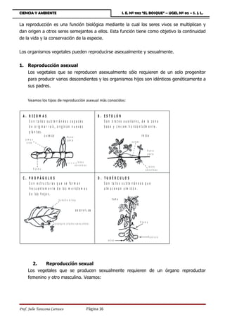 CIENCIA Y AMBIENTE                                                                                                           I. E. Nº 1182 “EL BOSQUE” – UGEL Nº 05 – S. J. L.


La reproducción es una función biológica mediante la cual los seres vivos se multiplican y
dan origen a otros seres semejantes a ellos. Esta función tiene como objetivo la continuidad
de la vida y la conservación de la especie.


Los organismos vegetales pueden reproducirse asexualmente y sexualmente.


1. Reproducción asexual
   Los vegetales que se reproducen asexualmente sólo requieren de un solo progenitor
   para producir varios descendientes y los organismos hijos son idénticos genéticamente a
   sus padres.


      Veamos los tipos de reproducción asexual más conocidos:


  A . R IZ O M A S                                                                                     B. ESTO LÓN
      S o n t a llo s s u b t e r r á n e o s c a p a c e s                                               S o n b r o t e s a u x ilia r e s , d e la z o n a
      d e o r ig in a r r a íz , o r ig in a n n u e v a s                                                b a s e y c r e c e n h o r iz o n t a lm e n t e .
      p la n t a s .
                            C A R R IZ O                      N ueva                                                                                   FRESA
    yem a o                                                   p la n ta
     b ro te                                                                                                                          e s t o ló n


                                                                                                                                                              Nueva
                                                                                                                                                              p la n t a

                                                                              ra íc e s
                                                                          a d v e n t ic i a s                                                                  ra íc e s
               R iz o m a                                                                                                                                   a d v e n t ic i a s

  C. PROPÁGULO S                                                                                       D. TUBÉRCULOS
     S o n e s tru c tu ra s q u e s e fo r m a n                                                         S o n t a llo s s u b t e r r á n e o s q u e
     f r e c u e n t e m e n t e d e lo s m e r is t e m o s                                              a lm a c e n a n a lm id ó n .
     d e la s h o j a s .
                                                 b o r d e d e la h o ja                                              PAPA


                                                                           B R IO P H Y L U M



                                                                                                                                                     R iz o m a
                                           p r o p á g u lo ( o r ig in a n u e v a p la n t a )



                                                                                                                                                                  T u b é r c u lo
                                                                                                                ra íc e s




        2.    Reproducción sexual
      Los vegetales que se producen sexualmente requieren de un órgano reproductor
      femenino y otro masculino. Veamos:




Prof. Julio Tarazona Carrasco                                                                    Página 16
 