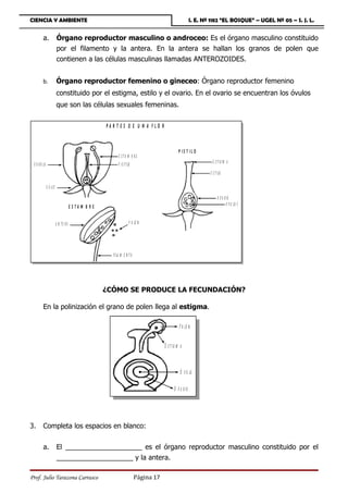 CIENCIA Y AMBIENTE                                                                                   I. E. Nº 1182 “EL BOSQUE” – UGEL Nº 05 – S. J. L.


         a.              Órgano reproductor masculino o androceo: Es el órgano masculino constituido
                         por el filamento y la antera. En la antera se hallan los granos de polen que
                         contienen a las células masculinas llamadas ANTEROZOIDES.


         b.              Órgano reproductor femenino o gineceo: Órgano reproductor femenino
                         constituido por el estigma, estilo y el ovario. En el ovario se encuentran los óvulos
                         que son las células sexuales femeninas.

                                                  PAR T ES D E U N A FLO R



                                                                                            P IS T IL O
                                                        e sta m b re
 c o r o la                                             p i s t i lo                                           e s t ig m a

                                                                                                             e s t i lo

              c á li z
                                                                                                                   o v a rio
                                     ESTAM B RE                                                                           o v u lo s


                         a n te ra                                 p o lé n




                                                    fi la m e n t o




                                                  ¿CÓMO SE PRODUCE LA FECUNDACIÓN?

         En la polinización el grano de polen llega al estigma.

                                                                                            P o lé n


                                                                                   E s tig m a



                                                                                             Ó v u lo

                                                                                         O v a rio




3.       Completa los espacios en blanco:


         a.              El ____________________ es el órgano reproductor masculino constituido por el
                         ____________________ y la antera.

Prof. Julio Tarazona Carrasco                                          Página 17
 