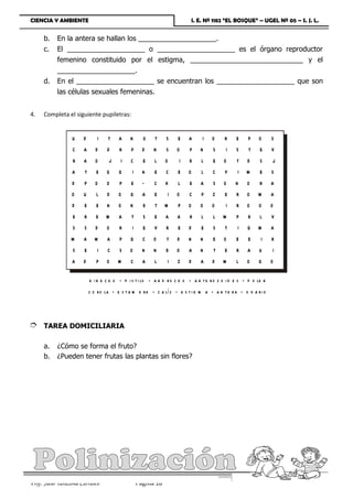 CIENCIA Y AMBIENTE                                                            I. E. Nº 1182 “EL BOSQUE” – UGEL Nº 05 – S. J. L.


     b.    En la antera se hallan los ____________________.
     c.    El ____________________ o ____________________ es el órgano reproductor
           femenino constituido por el estigma, _____________________________ y el
           ____________________.
     d.    En el ____________________ se encuentran los ____________________ que son
           las células sexuales femeninas.


4.   Completa el siguiente pupiletras:


                 U    D        I    T    A    N      O    T    S     E    A       I   O    R     E    P    O      S
                 C    A       D    D     R     P     D   N     S    O      P     N    S     I    S    T     E     V
                 R    A       O     J     I    C     E    L    O      I   B      L    E    O     T    D     S     J
                 A     T      E    Q     G     I     N    E    C     E    O      L    C    Y     I    M     E     S
                 D    P       O    O     P     E     Ñ    C    H     L     E     A    S    O    N     O     R     A
                 O    U       L    D     O    G      A    E     I   O     C      P    Z    E     R    O    M      A
                 D    E       E    N     O    N      E    T    M     P    O      O    O     I    R    O    O      O
                 E    R       B    M     A     T     S    E    A     A     R     L    L   M      P    R     L     V
                 S    S       D    O     R     I     E    V    R     E    D      E    S    T     I    G    M      A
                 M    A      M     A     P    G      C   O      T    D    N      N    E    O     E    E     I     R
                 S    E        I    C    S    O      N   N     B    O     A      N    T    E     R    A     U     I
                 A    D       P    O     M     C     A    L     I    Z    D      A    D   M      L    O    Q      O

                           g i n e c e o - p i s t i lo - a n d r o c e o - a n t e r o z o i d e s - p o le n
                           c o r o la - e s t a m b r e - c a l í z - e s t i g m a - a n t e r a - o v a r i o



È    TAREA DOMICILIARIA

     a.    ¿Cómo se forma el fruto?
     b.    ¿Pueden tener frutas las plantas sin flores?




Prof. Julio Tarazona Carrasco                      Página 18
 