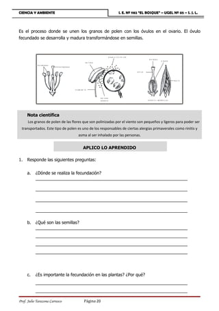 CIENCIA Y AMBIENTE                                                                           I. E. Nº 1182 “EL BOSQUE” – UGEL Nº 05 – S. J. L.




Es el proceso donde se unen los granos de polen con los óvulos en el ovario. El óvulo
fecundado se desarrolla y madura transformándose en semillas.



                                                                                  G RAN O S D E PO LEN
                                                                                                                       E S T IG M A
                                                                                                                                        O V A R IO
                                                        AN T ERA
            ESTAM BRES
                           ESTAM BR ES

                                                                                                         E S T IL O



                                                                                                                                                       FRU T O



                                         F IL A M E N T O



                                                                   AN T ERA
                                                                   A B IE R T A                                       G RAN O S       S E M IL L A S




     Nota científica
      Los granos de polen de las flores que son polinizadas por el viento son pequeños y ligeros para poder ser
  transportados. Este tipo de polen es uno de los responsables de ciertas alergias primaverales como rinitis y
                                             asma al ser inhalado por las personas.


                                                     APLICO LO APRENDIDO

1.   Responde las siguientes preguntas:


     a.    ¿Dónde se realiza la fecundación?
           _______________________________________________________________

           _______________________________________________________________

           _______________________________________________________________

           _______________________________________________________________

     b.    ¿Qué son las semillas?
           _______________________________________________________________
           _______________________________________________________________
           _______________________________________________________________
           _______________________________________________________________




     c.    ¿Es importante la fecundación en las plantas? ¿Por qué?
           _______________________________________________________________
           _______________________________________________________________

Prof. Julio Tarazona Carrasco                         Página 20
 